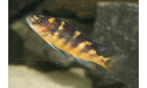 Pseudotropheus crabro